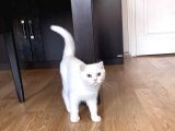 Fazla Yakışıklı Straight Oğlumuz