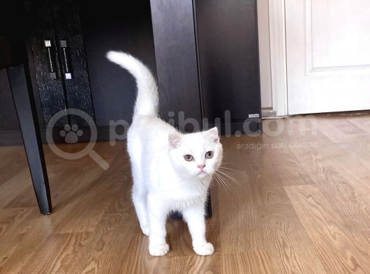 Fazla Yakışıklı Straight Oğlumuz görsel