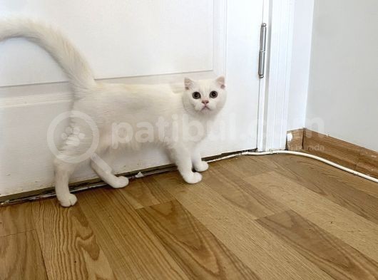 Fazla Yakışıklı Straight Oğlumuz görsel