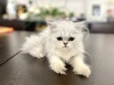 Fazla Güzel Longhair Kızımız