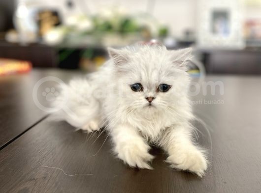 Fazla Güzel Longhair Kızımız görsel