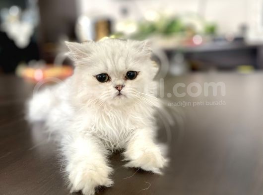 Fazla Güzel Longhair Kızımız görsel