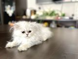 Fazla Güzel Longhair Kızımız