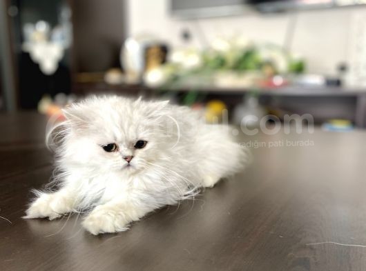 Fazla Güzel Longhair Kızımız görsel