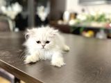 Fazla Güzel Longhair Kızımız