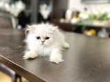 Fazla Güzel Longhair Kızımız