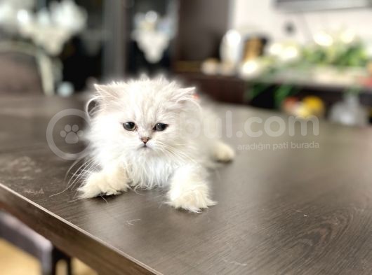 Fazla Güzel Longhair Kızımız görsel