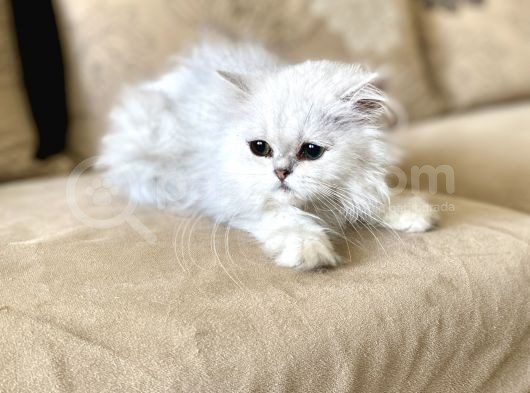 Fazla Güzel Longhair Kızımız görsel