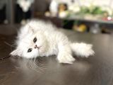 Fazla Güzel Longhair Kızımız