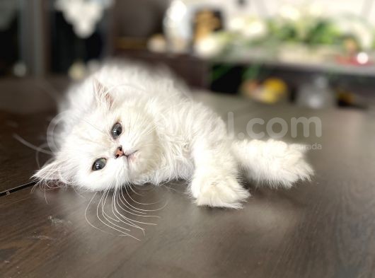 Fazla Güzel Longhair Kızımız görsel