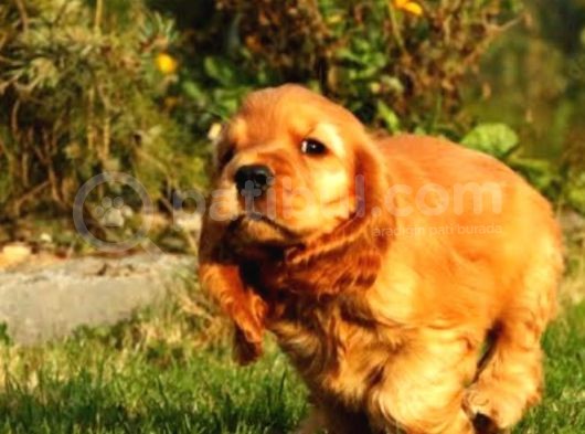 Tarçın Renk Cocker Bebekler