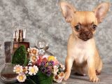 Xxs Mi̇ni̇ Chihuahua Yavrular