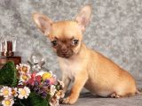 Xxs Mi̇ni̇ Chihuahua Yavrular