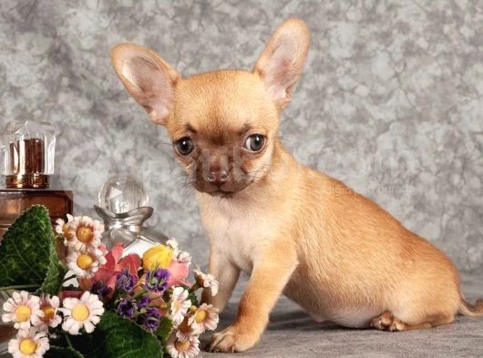 Xxs Mi̇ni̇ Chihuahua Yavrular görsel