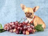 XXS MİNİ CHIHUAHUA YAVRULAR