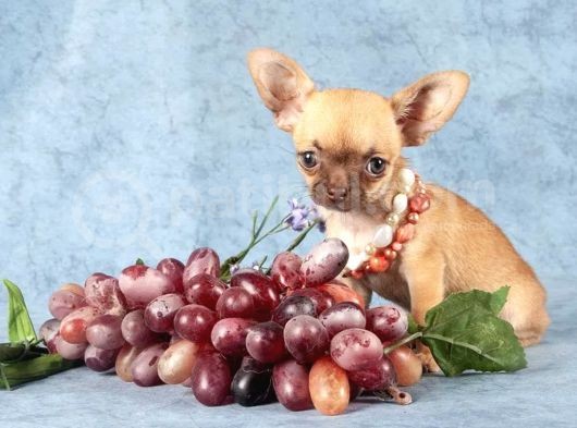 Xxs Mi̇ni̇ Chihuahua Yavrular