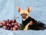 Xxs Mi̇ni̇ Chihuahua Yavrular