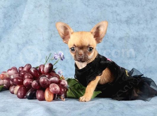 Xxs Mi̇ni̇ Chihuahua Yavrular görsel