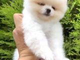 2 Aylık Erke Ve Dişi Pomeranian Bebekler