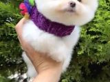 2 Aylık Erke Ve Dişi Pomeranian Bebekler
