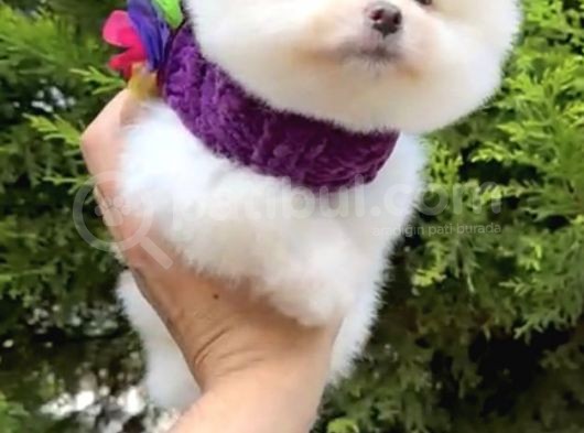 2 Aylık Erke Ve Dişi Pomeranian Bebekler görsel