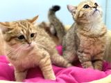 En Güzel Golden British Shorthair Yavrularımız