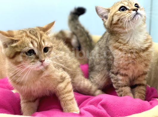 En Güzel Golden British Shorthair Yavrularımız görsel
