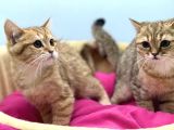 En Güzel Golden British Shorthair Yavrularımız