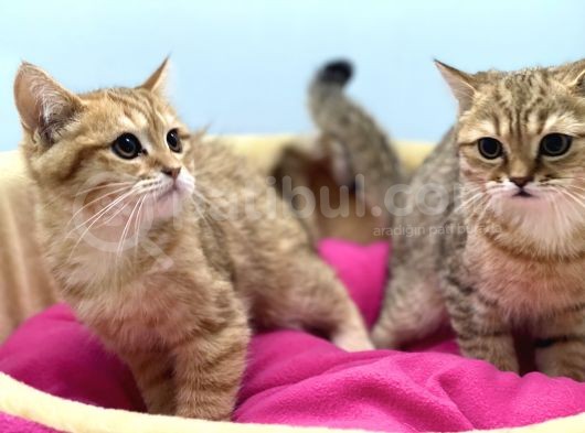 En Güzel Golden British Shorthair Yavrularımız görsel