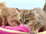 En Güzel Golden British Shorthair Yavrularımız