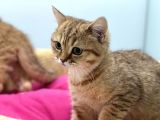 En Güzel Golden British Shorthair Yavrularımız
