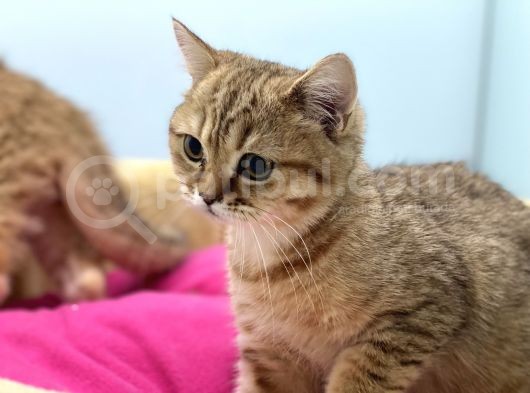 En Güzel Golden British Shorthair Yavrularımız görsel