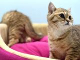 En Güzel Golden British Shorthair Yavrularımız