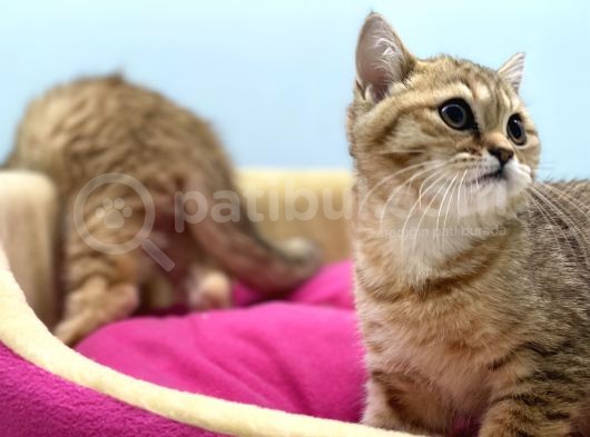 En Güzel Golden British Shorthair Yavrularımız görsel