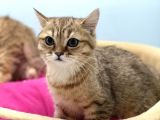 En Güzel Golden British Shorthair Yavrularımız