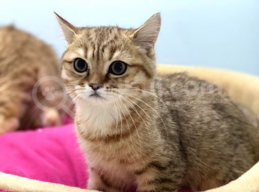 En Güzel Golden British Shorthair Yavrularımız görsel