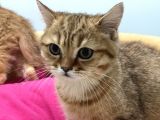 En Güzel Golden British Shorthair Yavrularımız