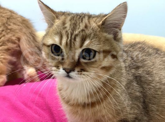 En Güzel Golden British Shorthair Yavrularımız görsel