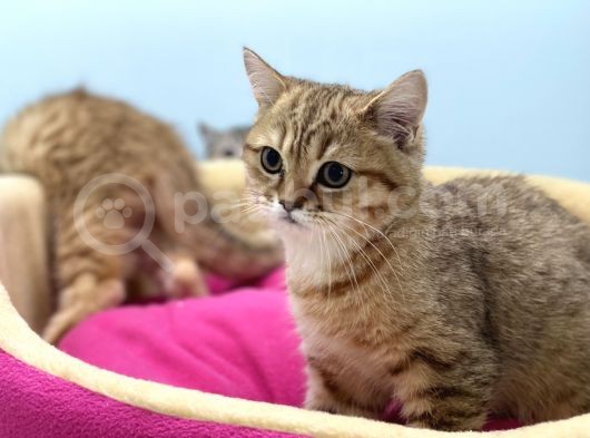 En Güzel Golden British Shorthair Yavrularımız görsel