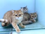En güzel golden british shorthair yavrularımız