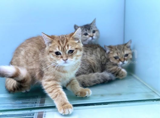 En Güzel Golden British Shorthair Yavrularımız