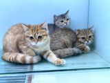 En Güzel Golden British Shorthair Yavrularımız
