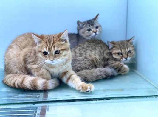 En Güzel Golden British Shorthair Yavrularımız görsel