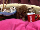 Nadir Olan Tea Cup Kore Poodle Yavrumuz