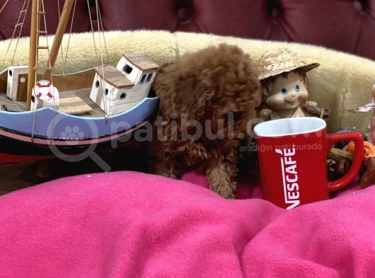 Nadir Olan Tea Cup Kore Poodle Yavrumuz görsel