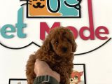 Nadir olan Tea Cup kore poodle yavrumuz