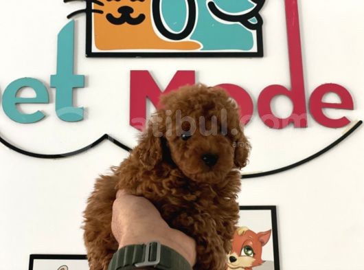 Nadir Olan Tea Cup Kore Poodle Yavrumuz