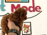 Nadir Olan Tea Cup Kore Poodle Yavrumuz