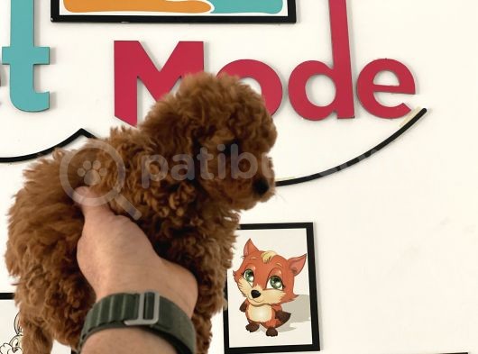 Nadir Olan Tea Cup Kore Poodle Yavrumuz görsel
