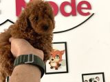 Nadir Olan Tea Cup Kore Poodle Yavrumuz